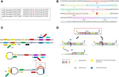 Accelerated loop-mediated isothermal amplification method for the rapid detection of Streptococcus suis serotypes 2 and 14 based on single nucleotide polymorphisms